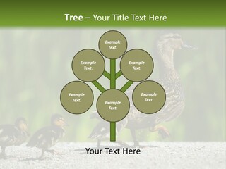 A Mother Duck With Her Ducklings Powerpoint Template PowerPoint Template