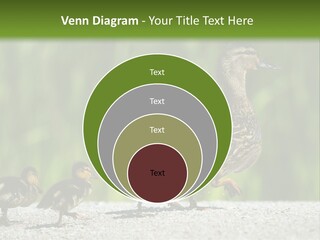 A Mother Duck With Her Ducklings Powerpoint Template PowerPoint Template