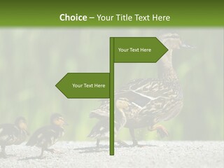 A Mother Duck With Her Ducklings Powerpoint Template PowerPoint Template