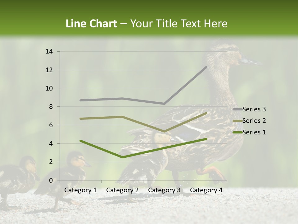 A Mother Duck With Her Ducklings Powerpoint Template PowerPoint Template