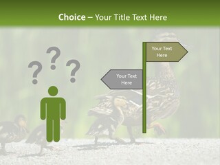 A Mother Duck With Her Ducklings Powerpoint Template PowerPoint Template