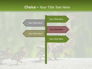 A Mother Duck With Her Ducklings Powerpoint Template PowerPoint Template