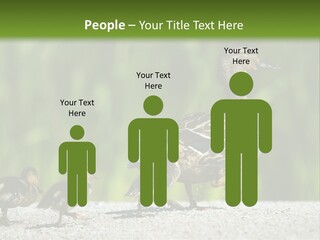 A Mother Duck With Her Ducklings Powerpoint Template PowerPoint Template