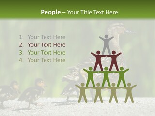 A Mother Duck With Her Ducklings Powerpoint Template PowerPoint Template
