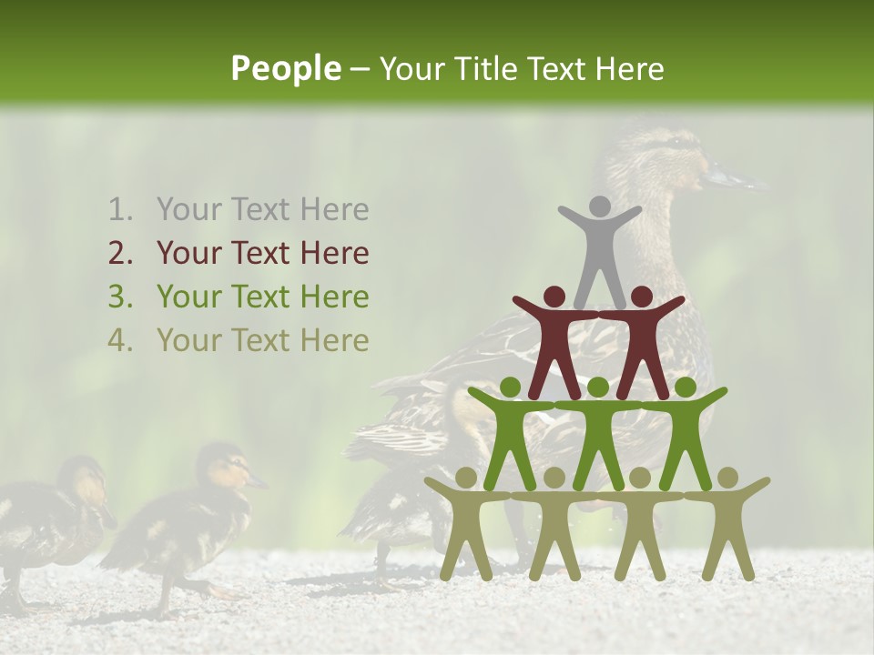 A Mother Duck With Her Ducklings Powerpoint Template PowerPoint Template