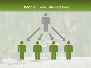 A Mother Duck With Her Ducklings Powerpoint Template PowerPoint Template