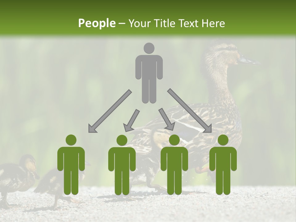 A Mother Duck With Her Ducklings Powerpoint Template PowerPoint Template