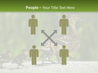 A Mother Duck With Her Ducklings Powerpoint Template PowerPoint Template