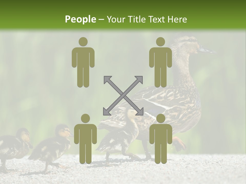 A Mother Duck With Her Ducklings Powerpoint Template PowerPoint Template