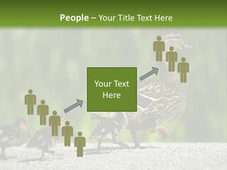 A Mother Duck With Her Ducklings Powerpoint Template PowerPoint Template