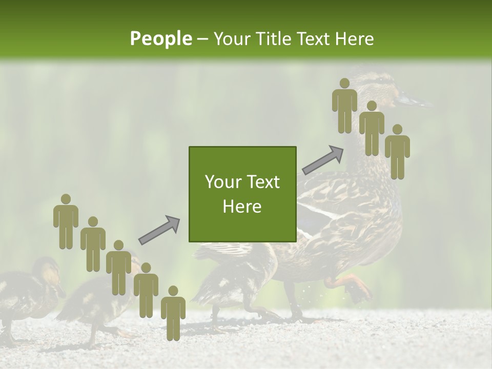 A Mother Duck With Her Ducklings Powerpoint Template PowerPoint Template