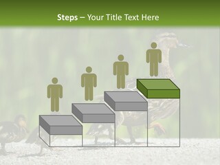A Mother Duck With Her Ducklings Powerpoint Template PowerPoint Template