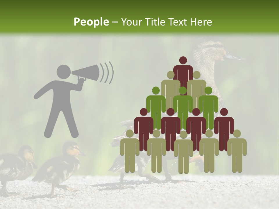 A Mother Duck With Her Ducklings Powerpoint Template PowerPoint Template