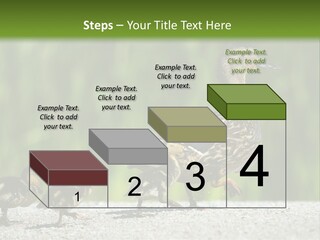 A Mother Duck With Her Ducklings Powerpoint Template PowerPoint Template