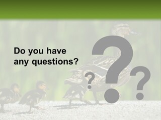 A Mother Duck With Her Ducklings Powerpoint Template PowerPoint Template