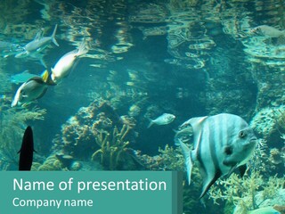 A Group Of Fish Swimming In A Large Aquarium PowerPoint Template