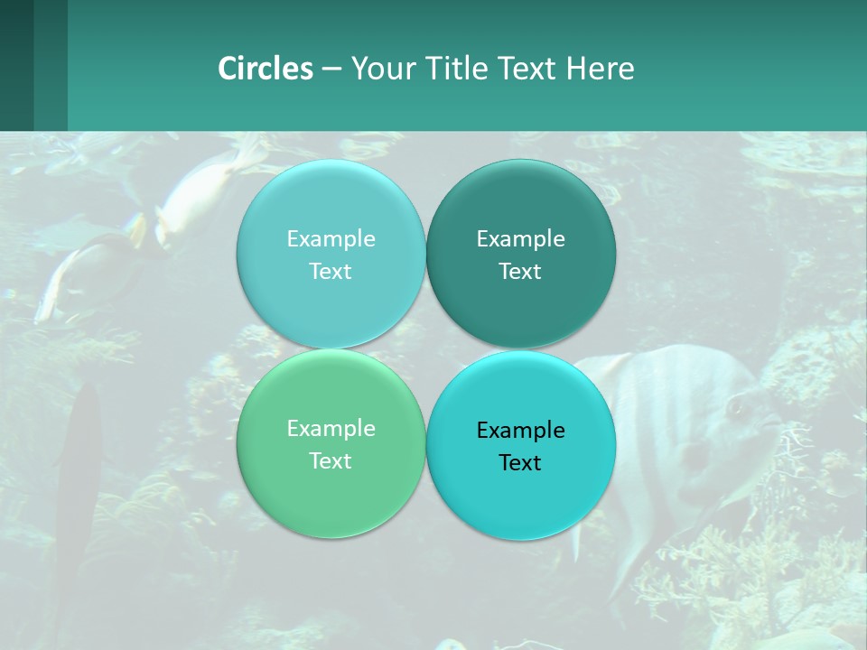 A Group Of Fish Swimming In A Large Aquarium PowerPoint Template