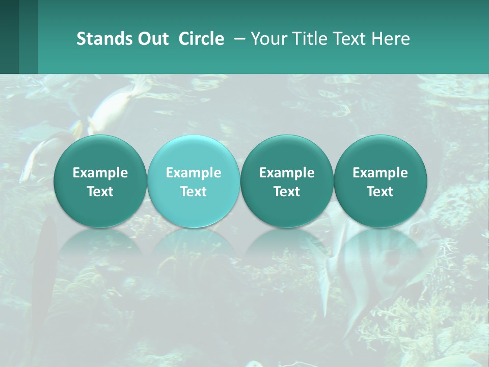 A Group Of Fish Swimming In A Large Aquarium PowerPoint Template