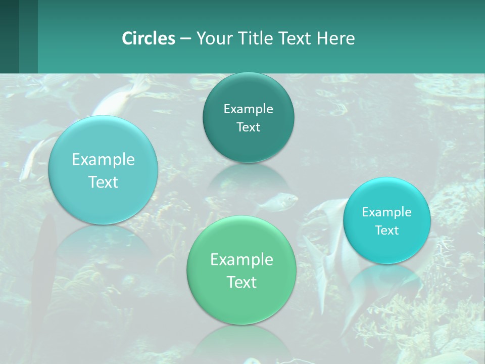 A Group Of Fish Swimming In A Large Aquarium PowerPoint Template