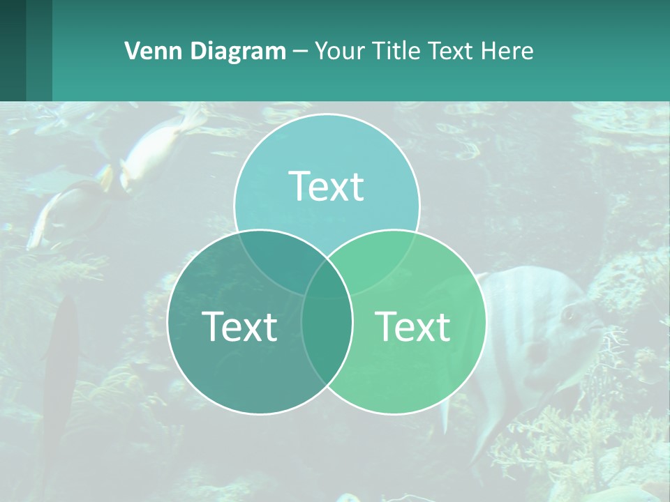 A Group Of Fish Swimming In A Large Aquarium PowerPoint Template