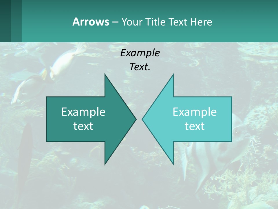 A Group Of Fish Swimming In A Large Aquarium PowerPoint Template