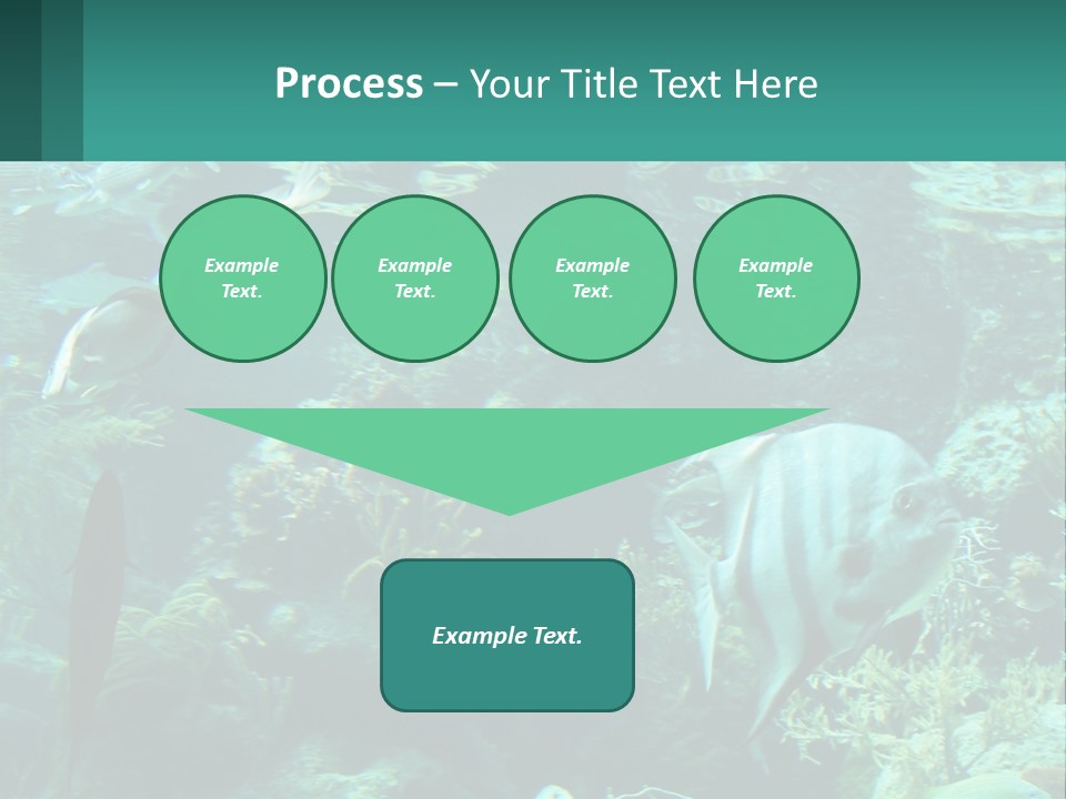 A Group Of Fish Swimming In A Large Aquarium PowerPoint Template