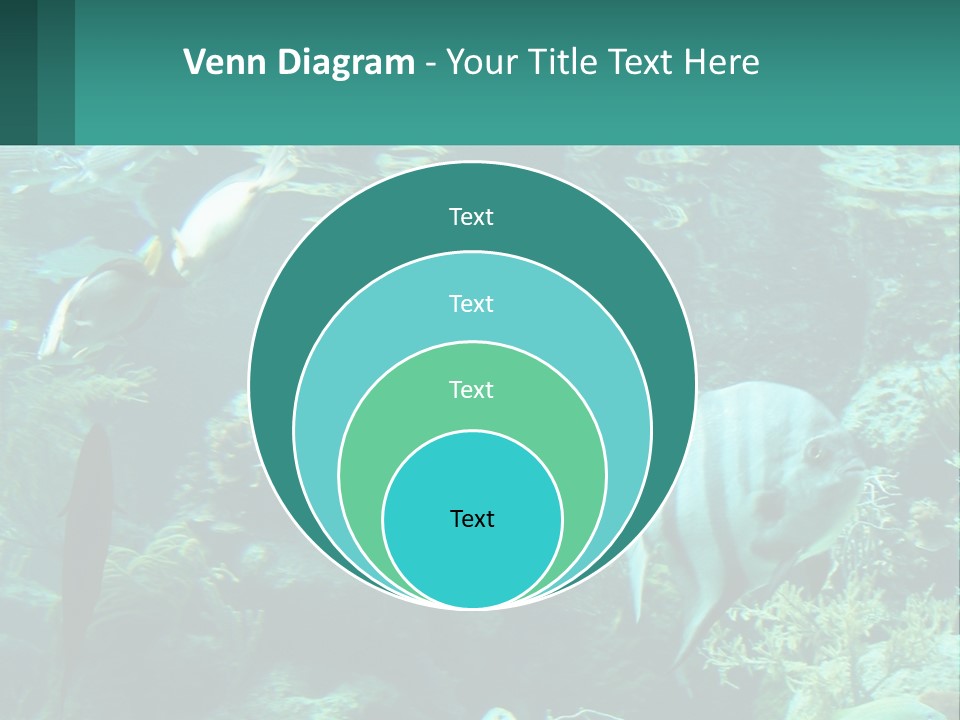 A Group Of Fish Swimming In A Large Aquarium PowerPoint Template