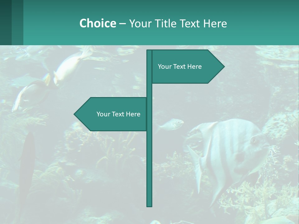 A Group Of Fish Swimming In A Large Aquarium PowerPoint Template
