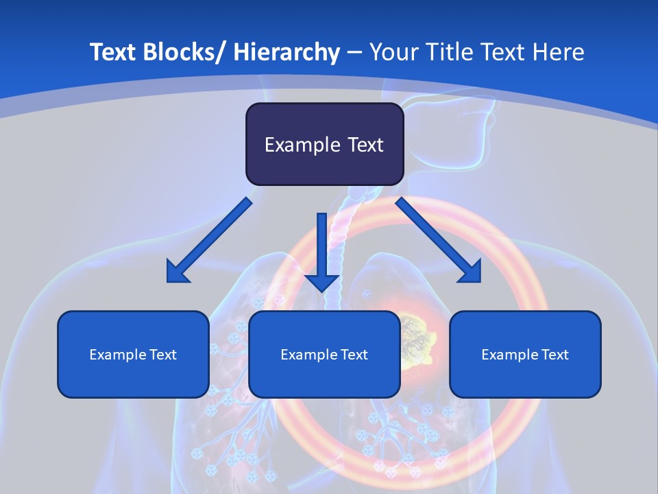 The Stomach Is Shown With A Red Circle Around It PowerPoint Template