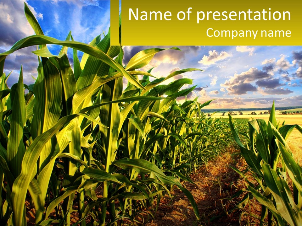 A Corn Field With Clouds In The Background PowerPoint Template