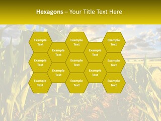 A Corn Field With Clouds In The Background PowerPoint Template