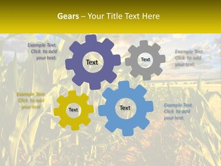 A Corn Field With Clouds In The Background PowerPoint Template