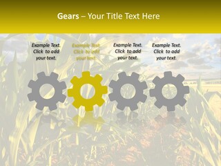 A Corn Field With Clouds In The Background PowerPoint Template