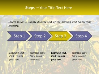 A Corn Field With Clouds In The Background PowerPoint Template