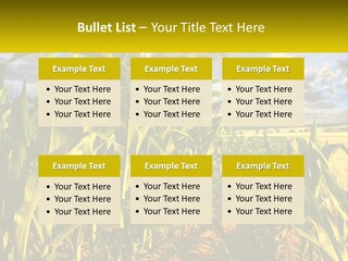 A Corn Field With Clouds In The Background PowerPoint Template