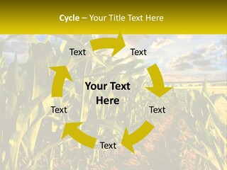 A Corn Field With Clouds In The Background PowerPoint Template