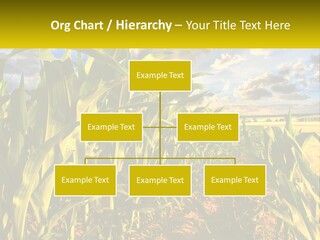 A Corn Field With Clouds In The Background PowerPoint Template