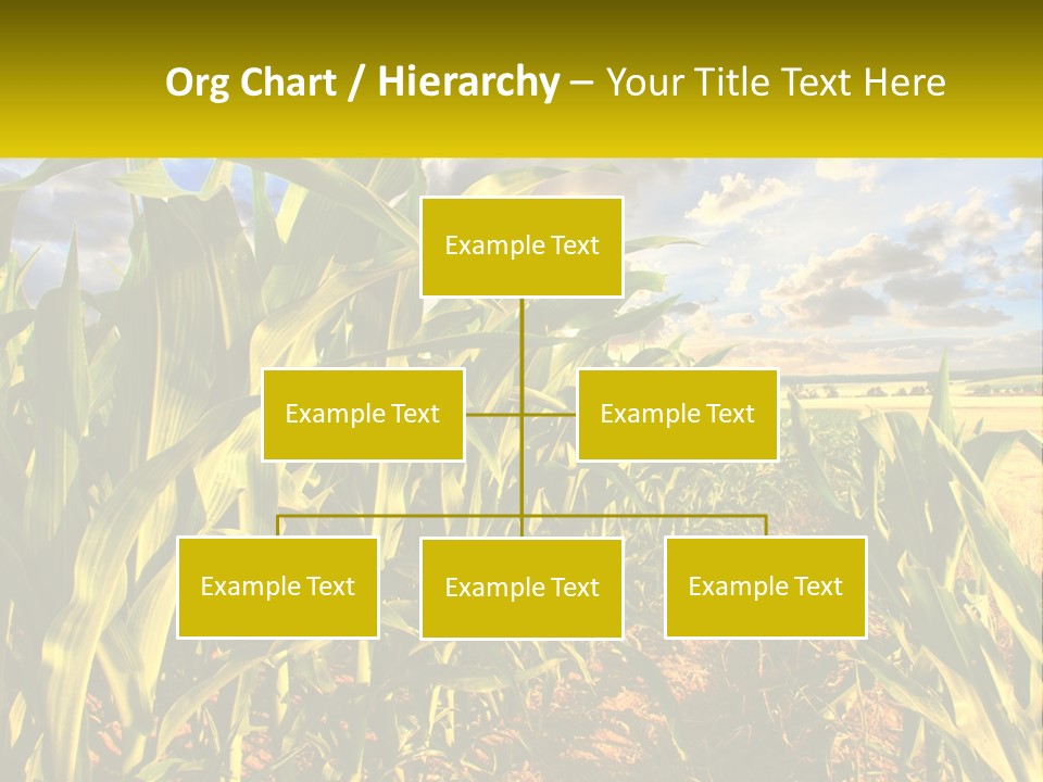 A Corn Field With Clouds In The Background PowerPoint Template