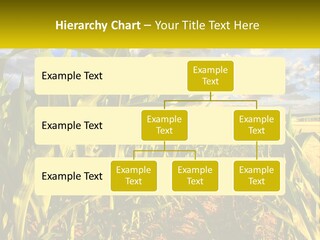 A Corn Field With Clouds In The Background PowerPoint Template
