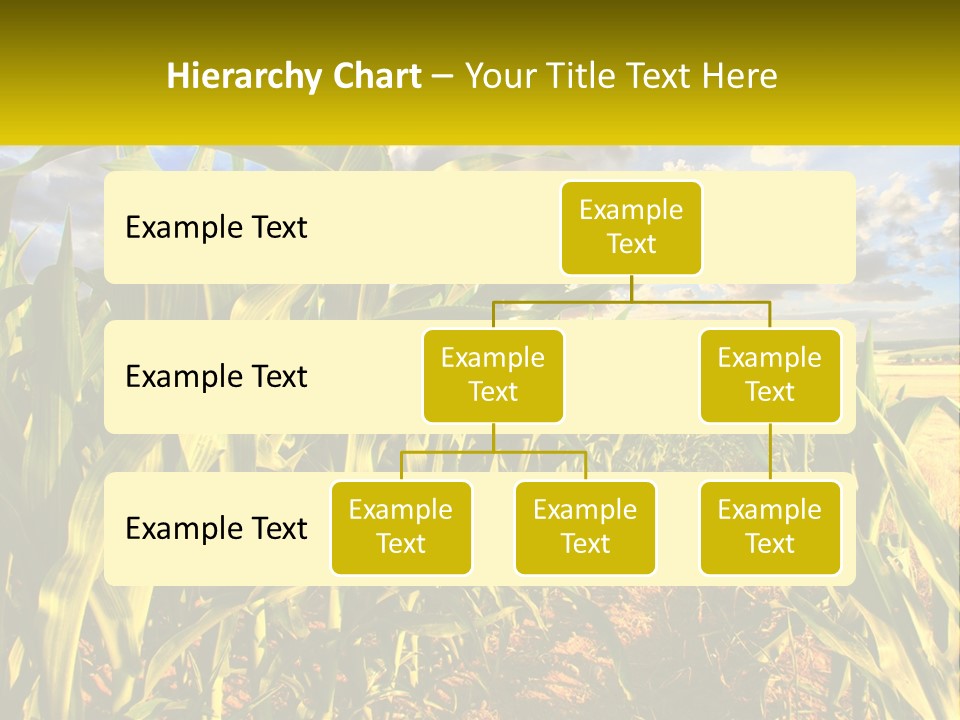 A Corn Field With Clouds In The Background PowerPoint Template
