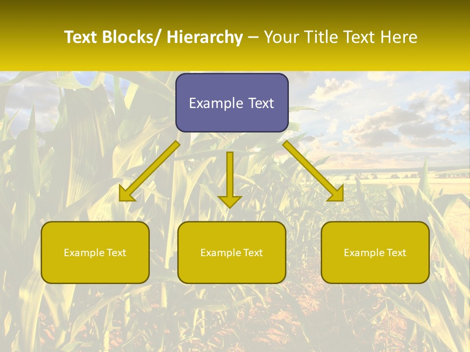 A Corn Field With Clouds In The Background PowerPoint Template