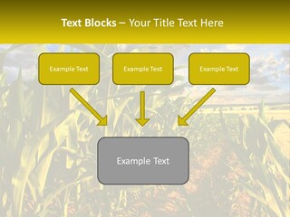 A Corn Field With Clouds In The Background PowerPoint Template
