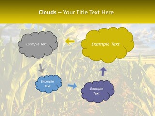 A Corn Field With Clouds In The Background PowerPoint Template