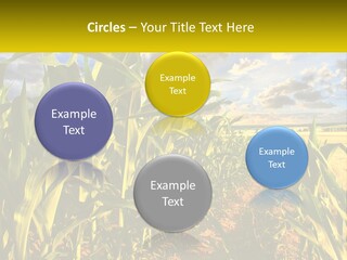 A Corn Field With Clouds In The Background PowerPoint Template