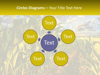 A Corn Field With Clouds In The Background PowerPoint Template