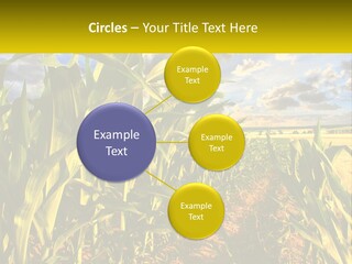 A Corn Field With Clouds In The Background PowerPoint Template