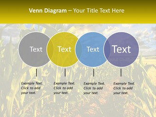 A Corn Field With Clouds In The Background PowerPoint Template