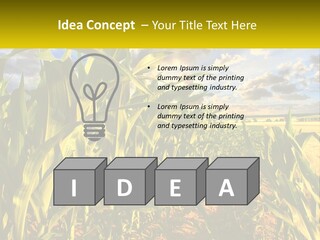 A Corn Field With Clouds In The Background PowerPoint Template