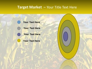 A Corn Field With Clouds In The Background PowerPoint Template