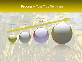 A Corn Field With Clouds In The Background PowerPoint Template